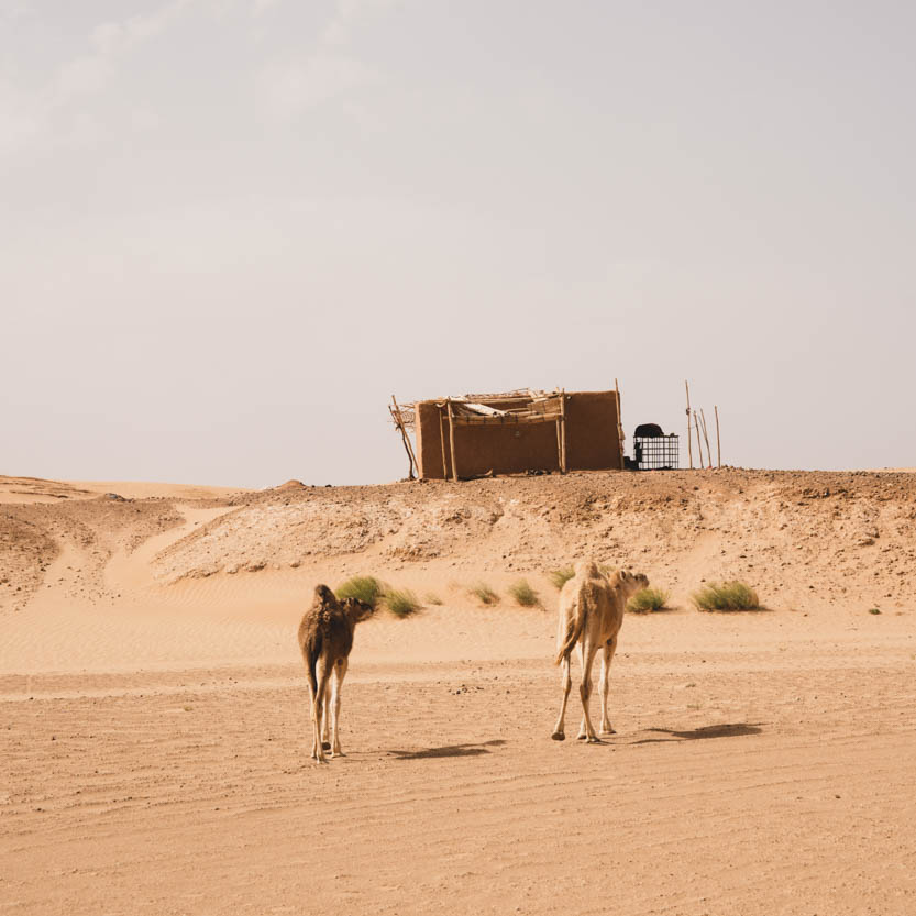 11 Gründe für eine geführte Wohnmobilreise nach Marokko. Zwei Kamele nebeneinander in der Sahara. Sie begleiten einander. Erg Chegaga.